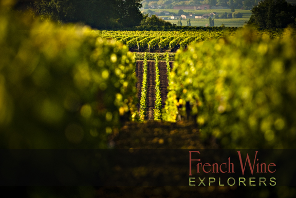 Wine Tours France- French Wine Explorers