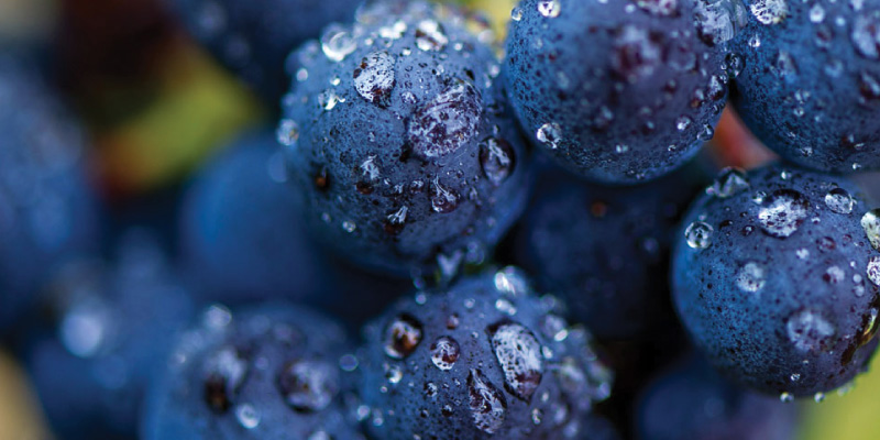 French Wine Explorers