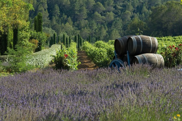 Provence tours with French Wine Explorers