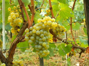 french white wines