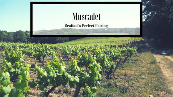 muscadet