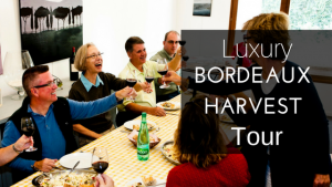 Bordeaux wine harvest